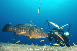 A large grouper (Epinephelus marginatus) marine reserve o... by Antonio Colacino 